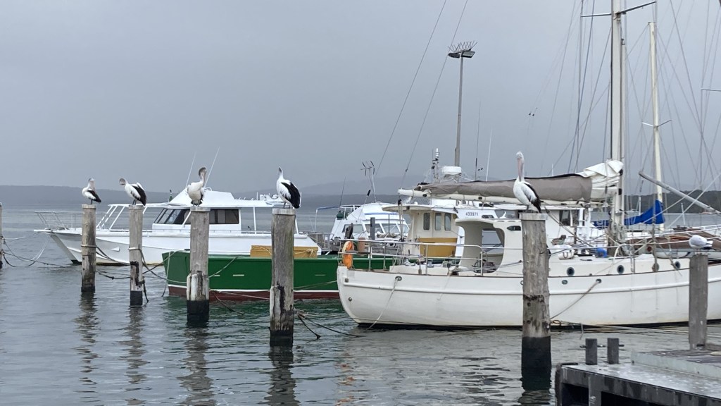 The Pelicans of Oyster Harbour